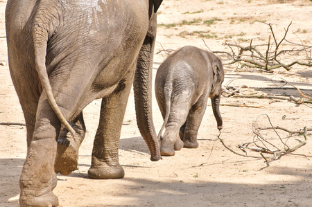 Close up of african elephant in natureの写真素材
