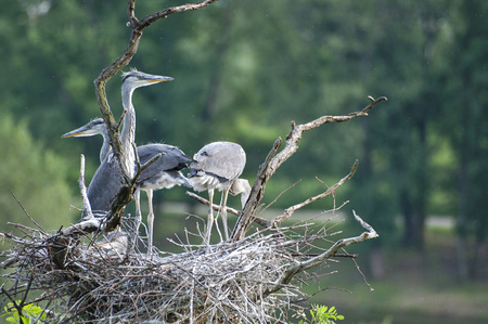 Herons with young birds in nest in top of trees.の写真素材