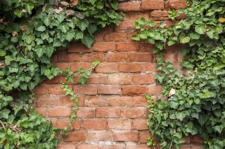 Closeup of brick wall with ivy on the sidesの写真素材