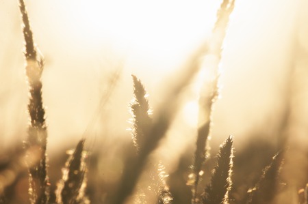 Closeup of grass evening sunset in gold light and bokehの写真素材