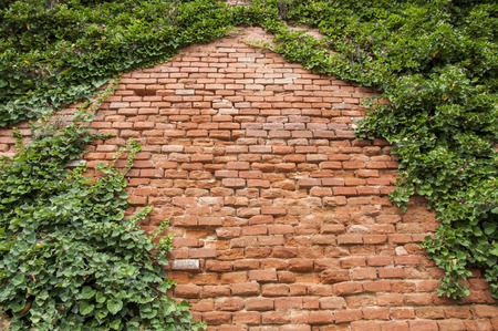 Closeup of brick wall with ivy on the sidesの写真素材