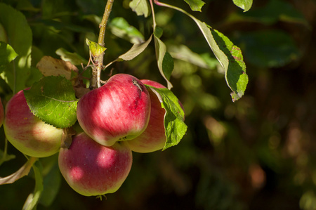 Closeup of apples on branch of tree. Detail view with bokeh in background