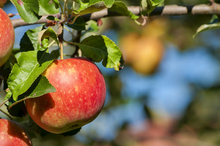 Closeup of apples on branch of tree. Detail view with bokeh in backgroundの写真素材