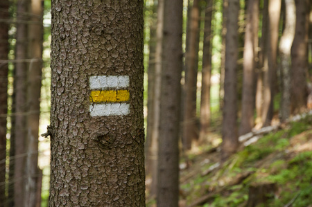 oYellow tourist sign on a bark of tree. Typical tourist sign in Europe for tourists