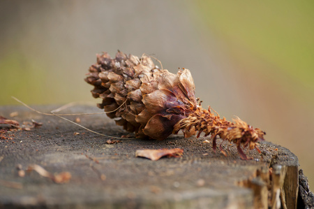 Strobilus on moss. Closeup of cone in forest eated by squirell. Cone on bark of tree.の写真素材