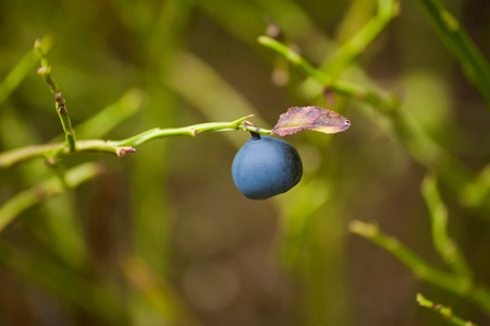 Closeup of blueberry on bush. Alone blueberry on branch of bush with green leaves in nature.の写真素材