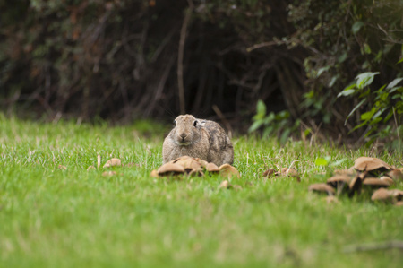 Detail of rabbit sitting on a grass next to a bushes. Bunny relaxing on a grass with mushrooms