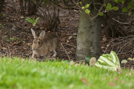 Rabbit eats a food on a grass. Bunny on grass eats cauliflower and cucumber.の写真素材