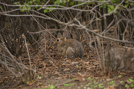 Closeup of little young rabbit sitting on fallen leaves between branches of bushes in Autumn. Small bunny in shelter.の写真素材