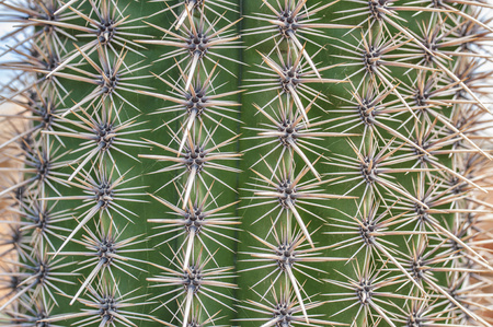Closeup of cactus. Texture of echinocactus. exotic succulent in natureの写真素材