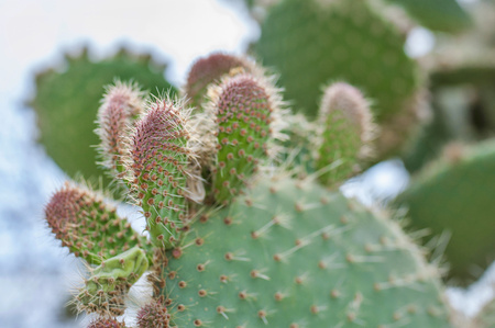 Closeup of Opuntia with blurry background in nature. Cactus Opuntiaの写真素材