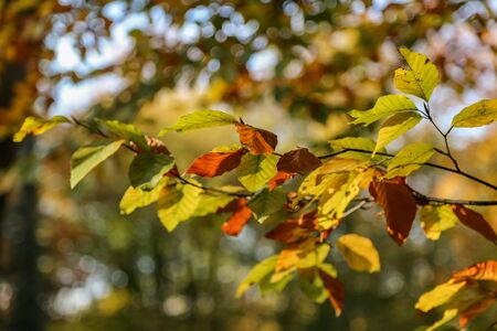 Autumn nature. Close up of branch with colored leaves in autumn with sun rays.の写真素材
