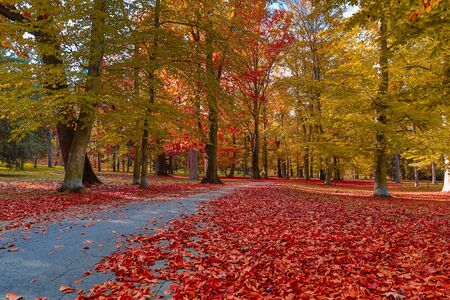 autumn nature. Path in park covered fallen red colored leaves in autumn with sun rays.の写真素材