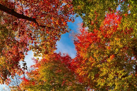 autumn nature. View to tree top in park with red colored leaves in autumn with sun rays. Landscape