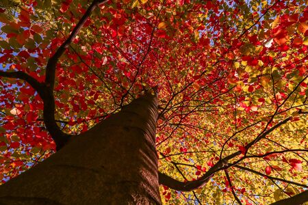 autumn nature. View to tree top in park with red colored leaves in autumn with sun rays. Landscapeの写真素材