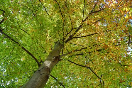 autumn nature. View to tree top in park with red colored leaves in autumn with sun rays. Landscape