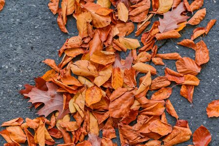 autumn nature. Fallen colored  leaves on ground in park in autumn. Closeup of leavesの写真素材