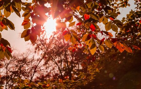 Autumn nature. Close up of branch with colored leaves in autumn with sun rays.