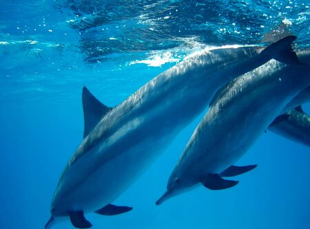 Swimming with dolphins in Dolphin house Sataya reefの写真素材