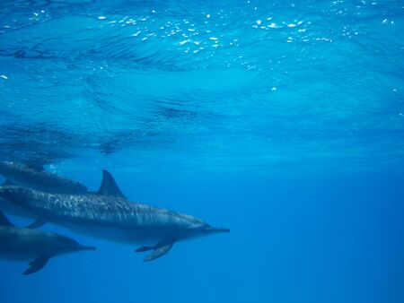 Swimming with dolphins in Dolphin house Sataya reefの写真素材