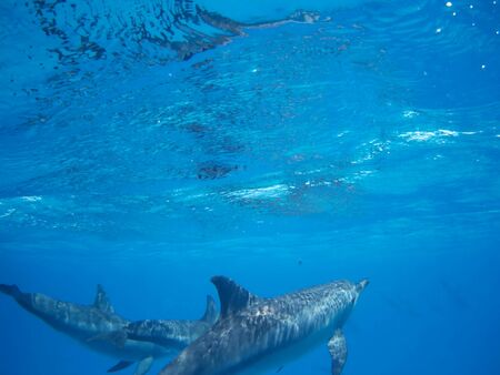 Swimming with dolphins in Dolphin house Sataya reefの写真素材