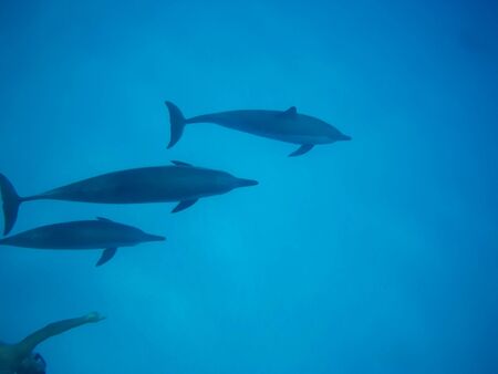 Swimming with dolphins in Dolphin house Sataya reefの写真素材