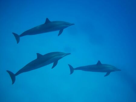 Swimming with dolphins in Dolphin house Sataya reefの写真素材