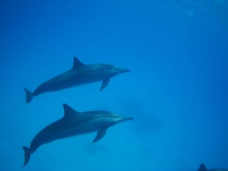 Swimming with dolphins in Dolphin house Sataya reefの写真素材