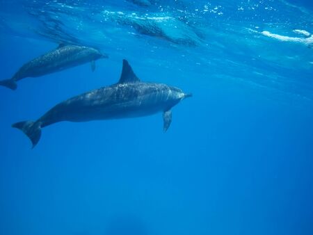 Swimming with dolphins in Dolphin house Sataya reefの写真素材
