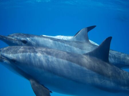 Swimming with dolphins in Dolphin house Sataya reefの写真素材