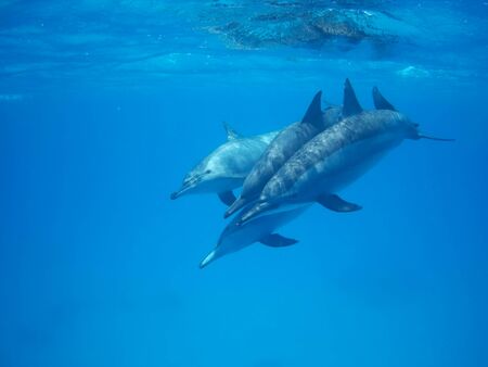 Swimming with dolphins in Dolphin house Sataya reefの写真素材