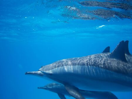 Swimming with dolphins in Dolphin house Sataya reef