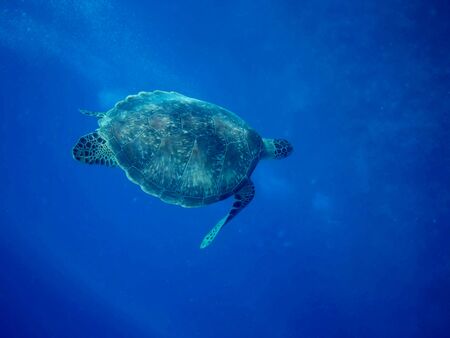 Beautiful Green sea turtle in Marsa Alam, Egypt