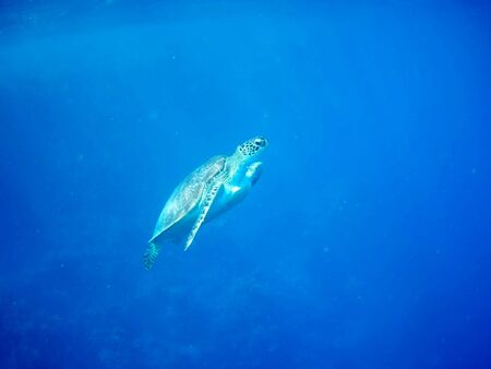 Beautiful Green sea turtle in Marsa Alam, Egypt