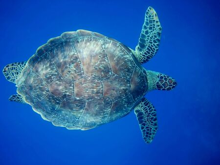 Beautiful Green sea turtle in Marsa Alam, Egyptの写真素材