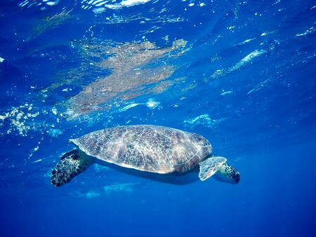 Beautiful Green sea turtle in Marsa Alam, Egyptの写真素材