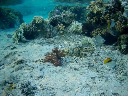 Octopus bizarrely changes color and texture while hunting in the shallow waters of the Red Sea, Marsa Alam, Egyptの写真素材