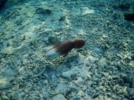 Octopus bizarrely changes color and texture while hunting in the shallow waters of the Red Sea, Marsa Alam, Egyptの写真素材