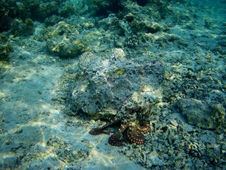 Octopus bizarrely changes color and texture while hunting in the shallow waters of the Red Sea, Marsa Alam, Egyptの写真素材