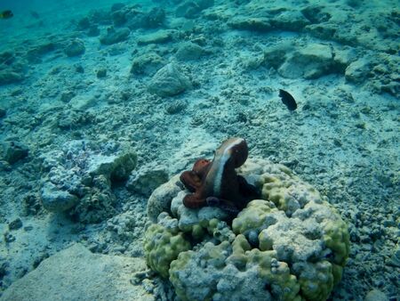 Octopus bizarrely changes color and texture while hunting in the shallow waters of the Red Sea,...
