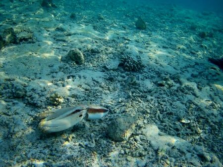 Octopus bizarrely changes color and texture while hunting in the shallow waters of the Red Sea, Marsa Alam, Egyptの写真素材