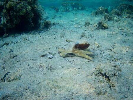 Octopus bizarrely changes color and texture while hunting in the shallow waters of the Red Sea, Marsa Alam, Egyptの写真素材