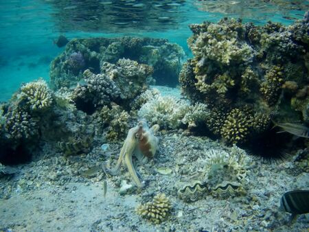 Octopus bizarrely changes color and texture while hunting in the shallow waters of the Red Sea, Marsa Alam, Egyptの写真素材
