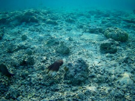 Octopus bizarrely changes color and texture while hunting in the shallow waters of the Red Sea, Marsa Alam, Egyptの写真素材