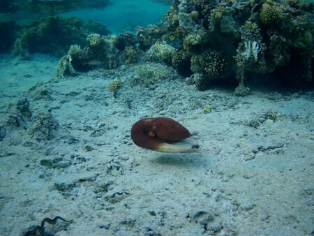 Octopus bizarrely changes color and texture while hunting in the shallow waters of the Red Sea, Marsa Alam, Egyptの写真素材