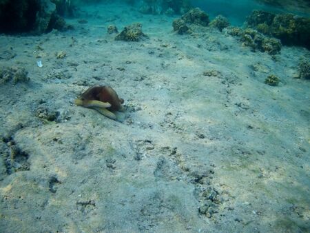 Octopus bizarrely changes color and texture while hunting in the shallow waters of the Red Sea, Marsa Alam, Egyptの写真素材