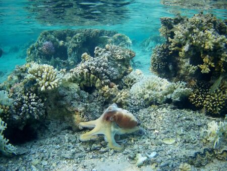 Octopus bizarrely changes color and texture while hunting in the shallow waters of the Red Sea, Marsa Alam, Egyptの写真素材