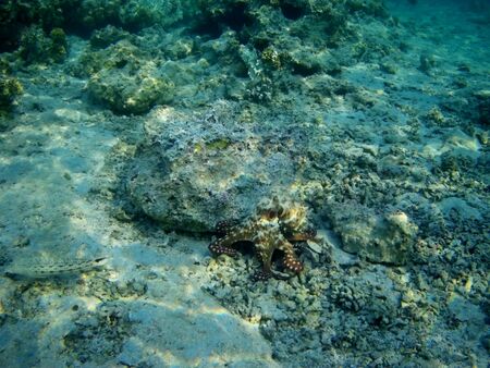 Octopus bizarrely changes color and texture while hunting in the shallow waters of the Red Sea, Marsa Alam, Egyptの写真素材