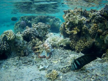 Octopus bizarrely changes color and texture while hunting in the shallow waters of the Red Sea, Marsa Alam, Egyptの写真素材
