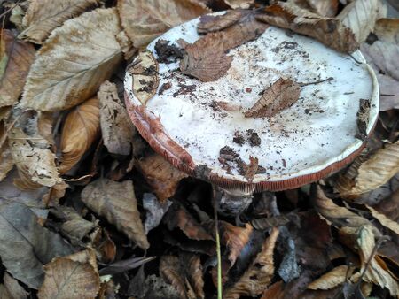 Beautiful mushroom in autumn forest near Brno, Czech republicの写真素材